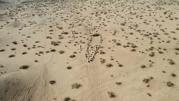 Drone shot of a cashmere goat herd in Mongolia