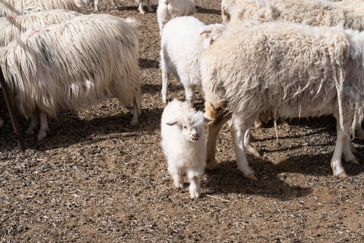 cashmere goat lamb