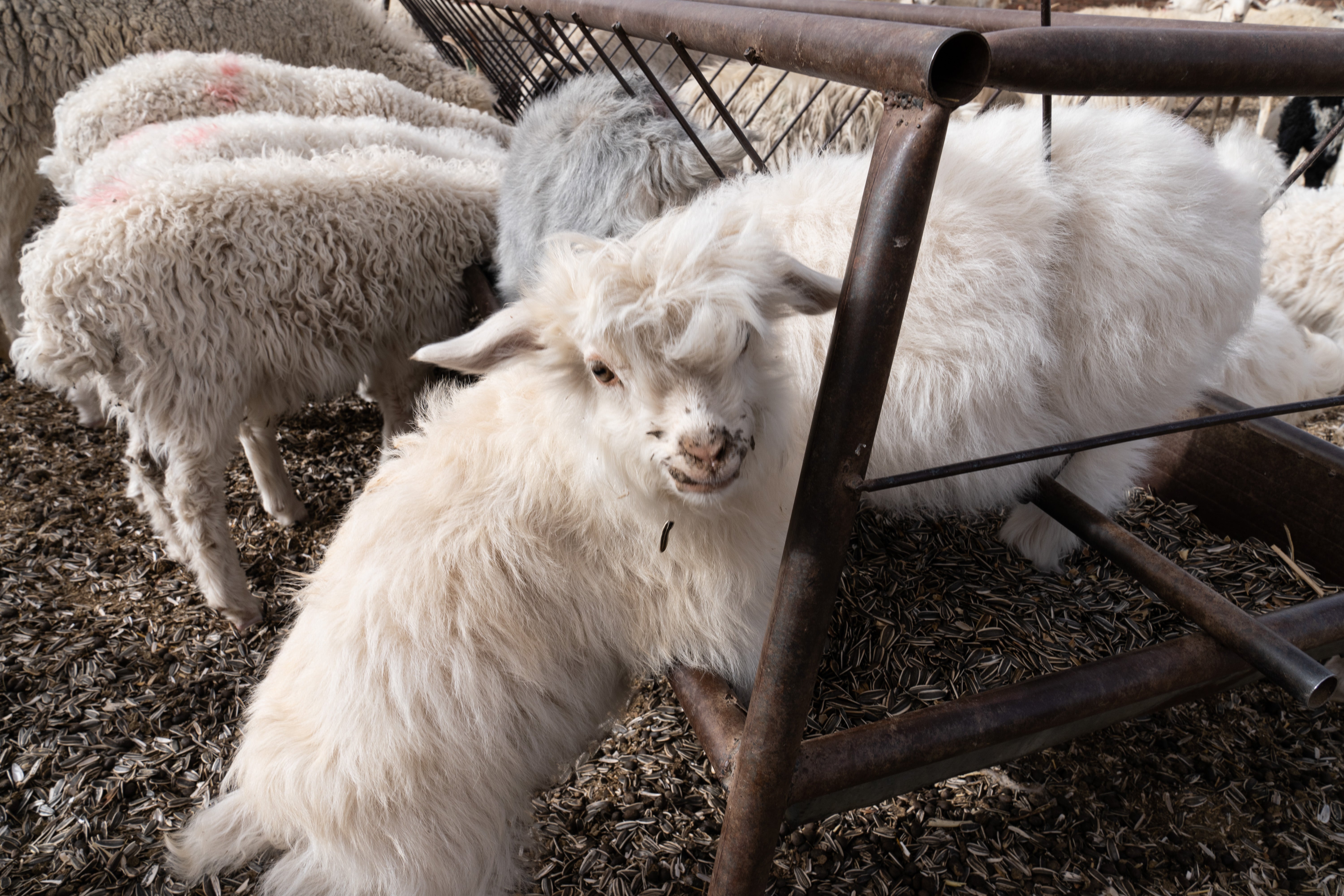 capra cashmere agnello