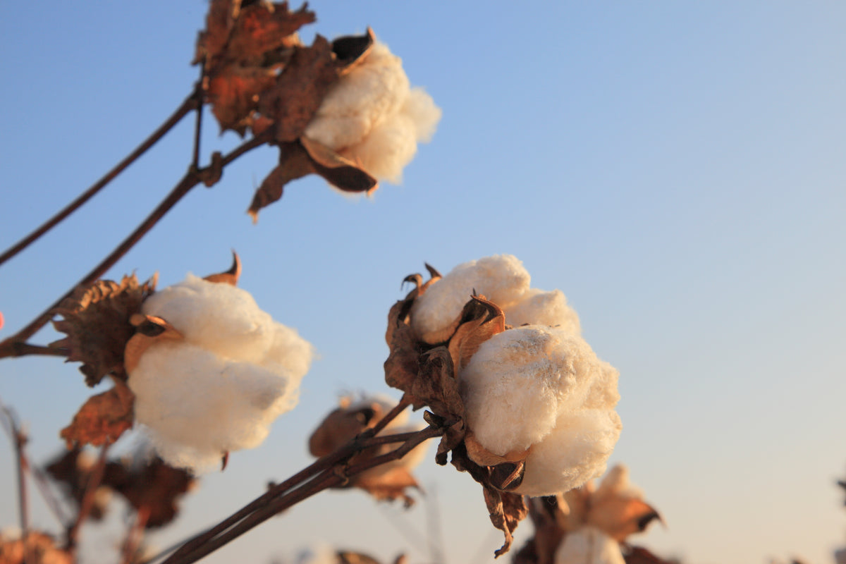 cotton plant detail