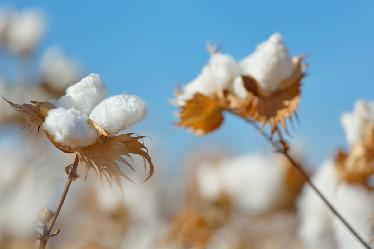 cotton plant detail