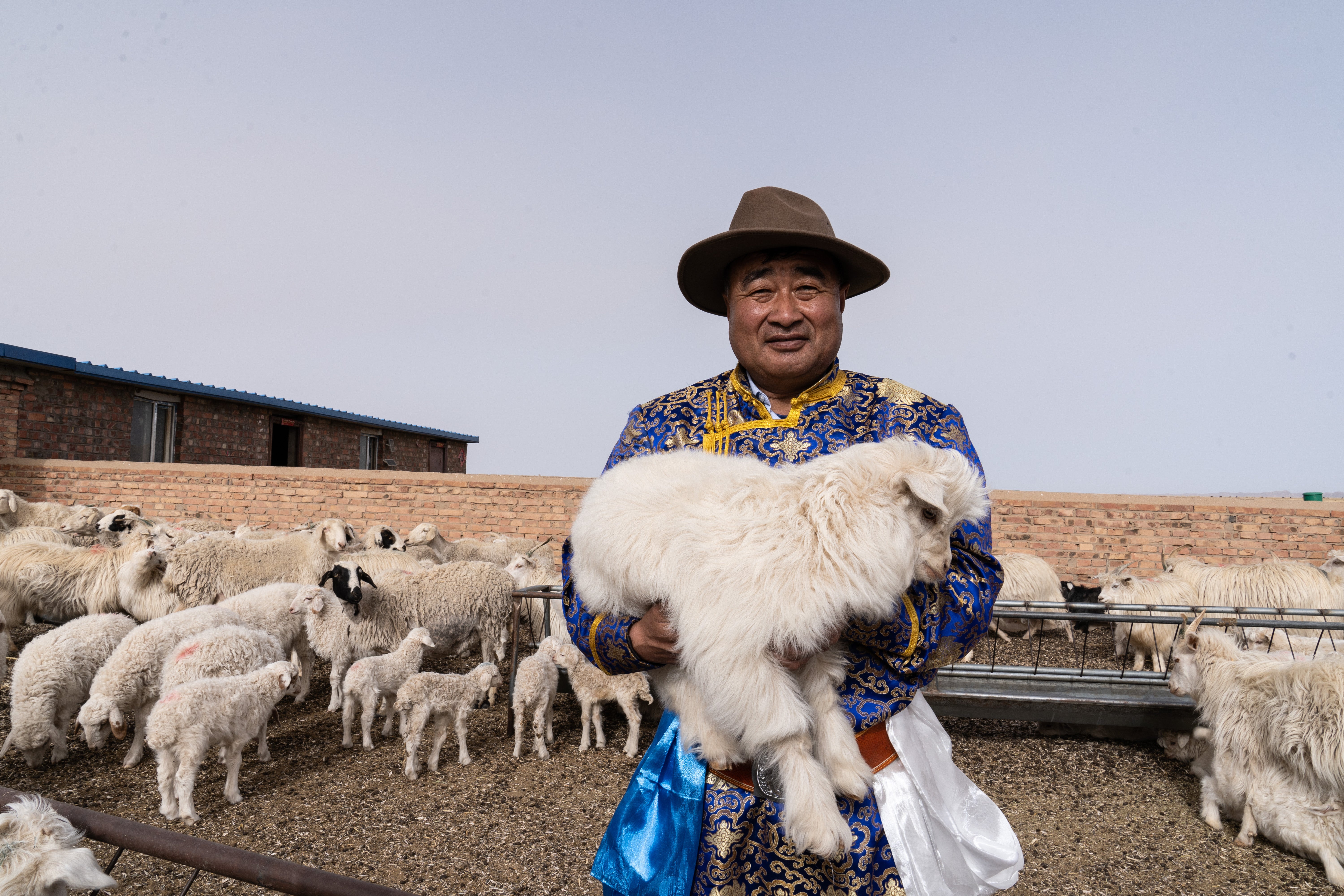 Mongolian shepherd with his herd of cashmere goats