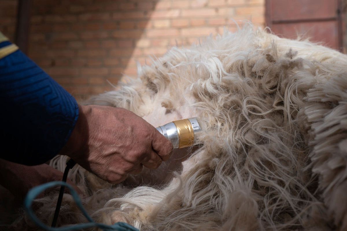 cashmere goat shearing